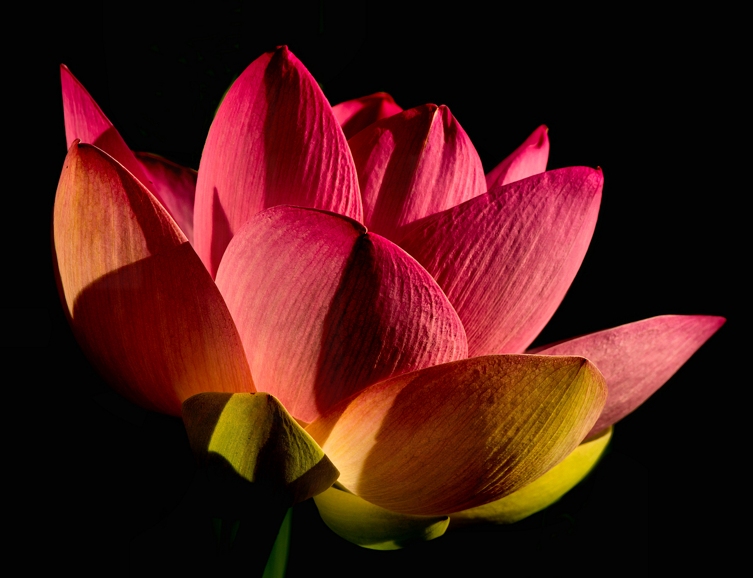 1st PrizeOpen Color In Class 2 By Buddy Scott For Beauty Born From Darkness APR-2026.jpg